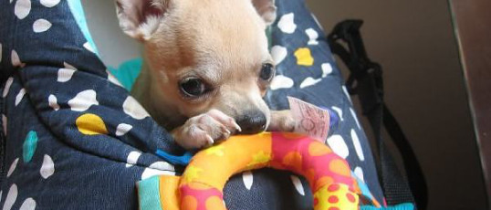 Simba Chihuahua