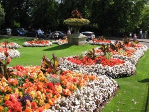 traumhafte Blumen im Park der "Reihenhaussiedlung" in Bath